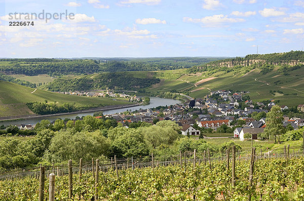 Weinberg mit Dorf und River im Hintergrund  Mosel  Nittel  Rheinland-Pfalz  Deutschland