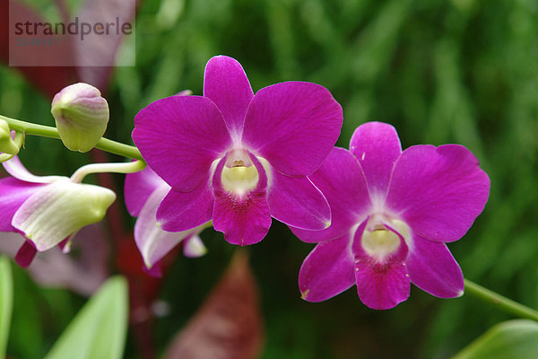 Nahaufnahme-blühende Orchidee