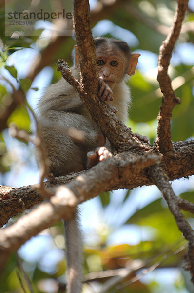 Monkey sitzen auf Zweig