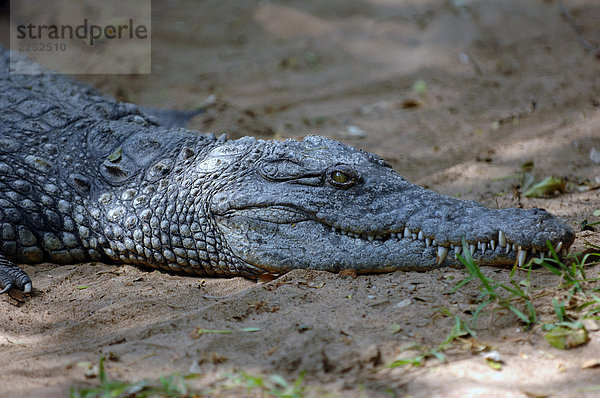 Nahaufnahme des Krokodils auf Sand  Madras  Tamil Nadu  Indien