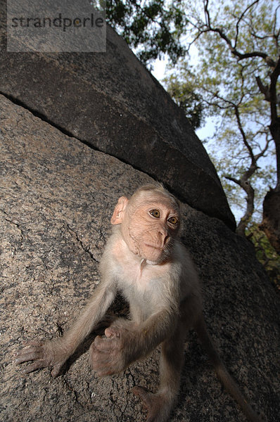 Monkey sitzen auf rock