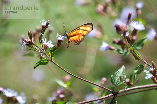 Schmetterling bestäubender Blume  Brasilien