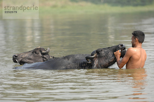 Rückansicht des Mannes waschen Wasserbüffel in Teich  Lucknow  Uttar Pradesh  Indien