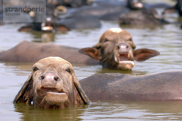 Wilde Wasserbüffel (Bubalus Arnee) in Wasser  Lucknow  Uttar Pradesh  Indien