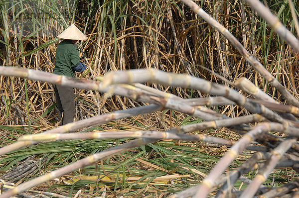 Mais Zuckermais Kukuruz ernten Nutzpflanze Feld Bauer China