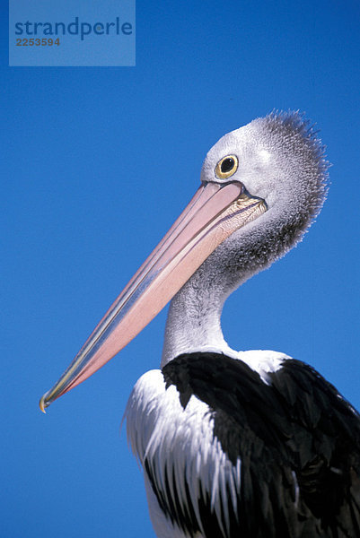 Pelican close up (Pelecanus Occidentalis)