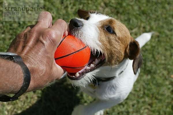 Hund spielen mit einem ball