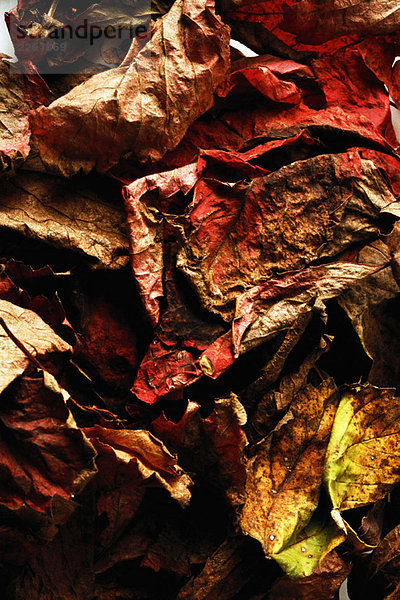 Getrocknete Herbstblätter  Nahaufnahme  Vollbild