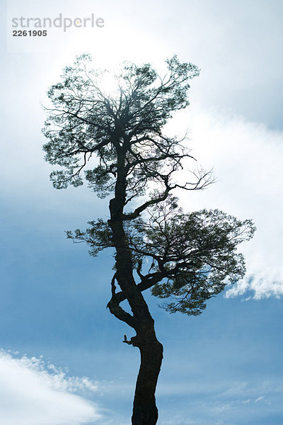 Baumsilhouette gegen blauen Himmel  Blickwinkel niedrig