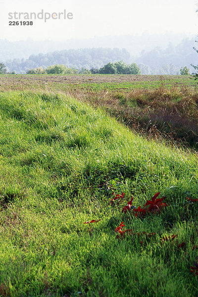 Graswiese  kultiviertes Feld im Hintergrund
