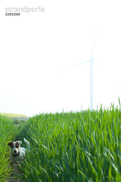 Jack Russell Terrier im Grasfeld  mit Blick auf die Kamera
