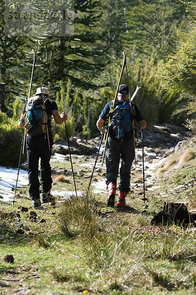 Wanderer mit Rucksäcken und Skiern  Wandern in der Wildnis  Rückansicht