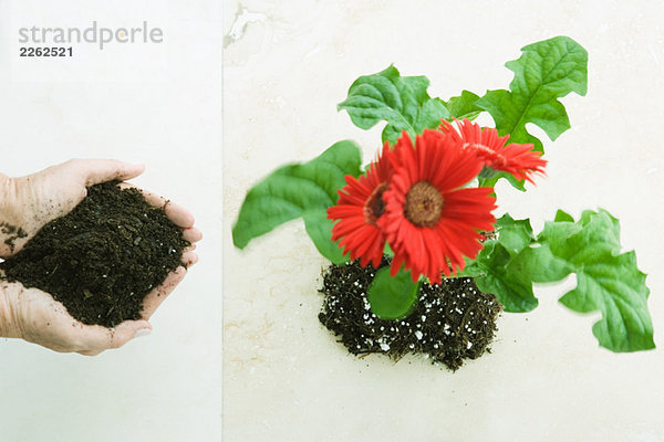 Schalenhände halten Erde neben Gerbera-Gänseblümchen  von oben gesehen