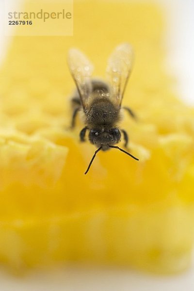 Biene auf Honigwabe (Close Up)