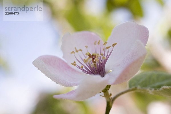 Mandelblüte am Zweig