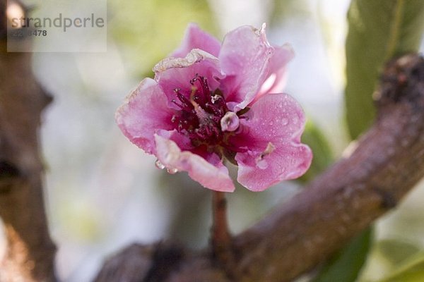 Pfirsichblüte am Zweig (Close Up)