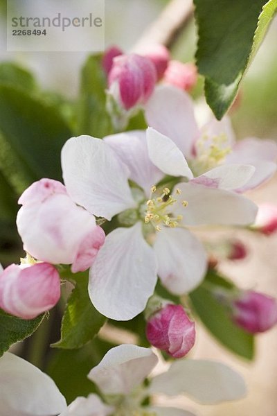 Apfelblüten am Zweig