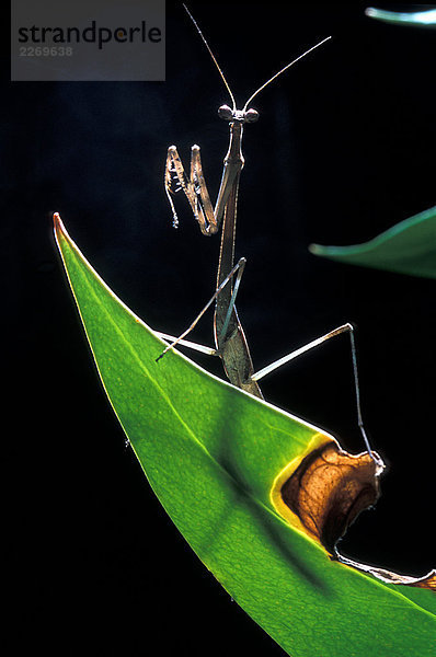 Praying Mantis - Euchomenella sp  Thailand