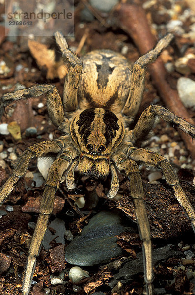 Europäischen weibliche Tarantula (Lycosa Tarentula)