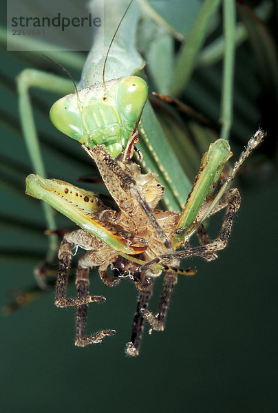 Mantis (Stagmatoptera Femoralis) eating spider