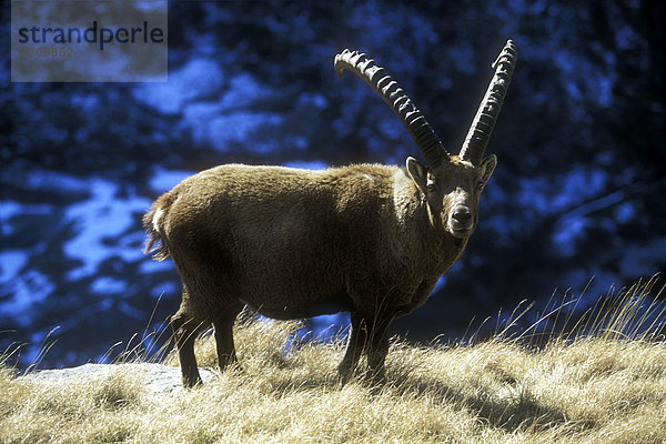 Italien  Alpen  ibex