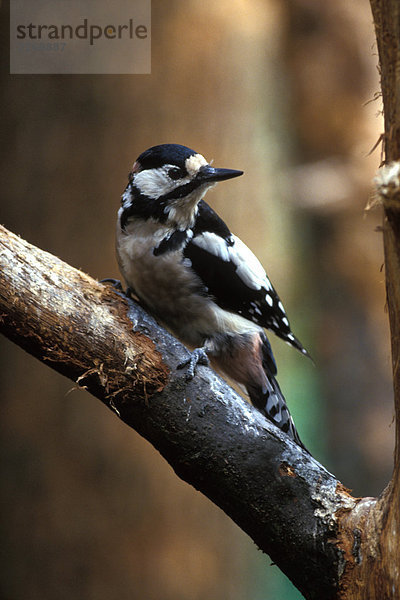 Great Spotted Woodpecker(Dendrocopos major)