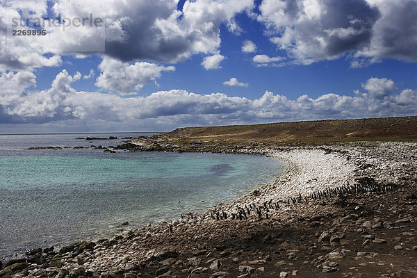 Falkland-Inseln. Pebble Island. der Nordostküste  Strand zu Fuß zum Ozean Pinguin-Kolonie