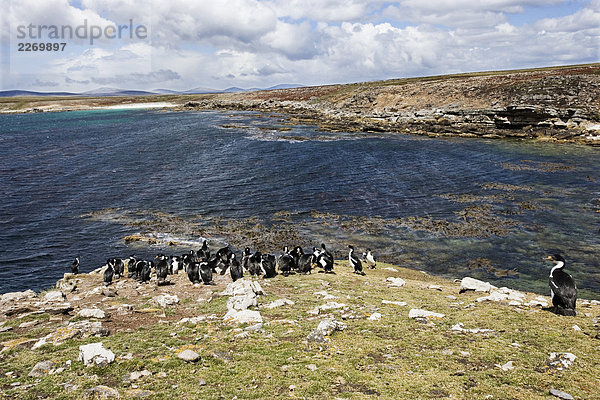 Falkland-Inseln. Pebble Island. North East Coast  König Cormorant(Phalacrocorax atriceps albiventer)