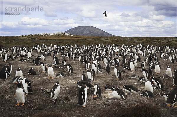 Falkland-Inseln. Pebble Island. Eselspinguine (Pygoscelis Papua)