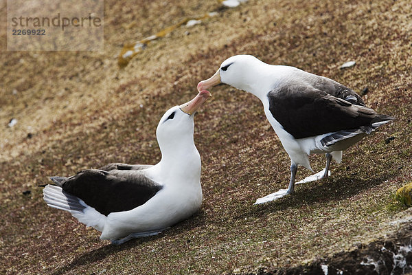 Falkland Inseln  Saunders Island  den Hals. Schwarzbrauenalbatros (Diomedea Melanophris) Paarung Tanz