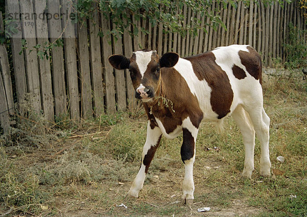 A calf