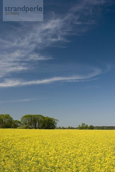 Ein Rapsfeld