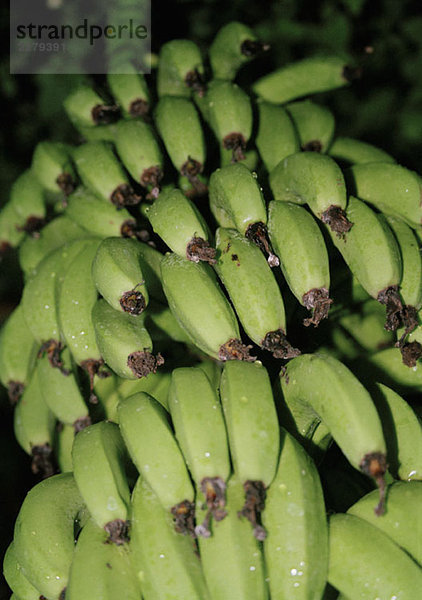 Bananen  die auf einem Baum wachsen