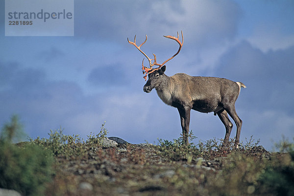 Kanada  Quebec  Baie James  Caribou (Kanada Rentier)