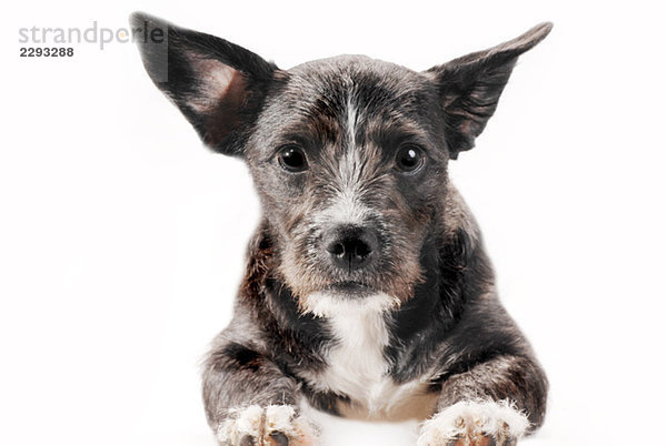 Porträt eines sitzenden Mischlingshundes  Nahaufnahme