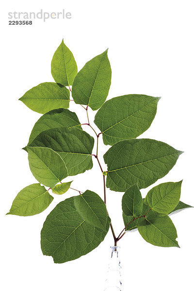 Blätter des Japanischen Knotenkrauts (Fallopia japanica)