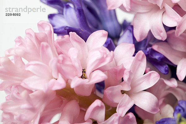 Hyazinthenblüten (Hyacinthus)  Nahaufnahme
