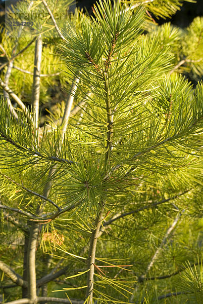 Latschenkiefer  Pinus mugo  Nahaufnahme