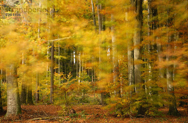 Deutschland  Baden-Württemberg  Wald im Herbst