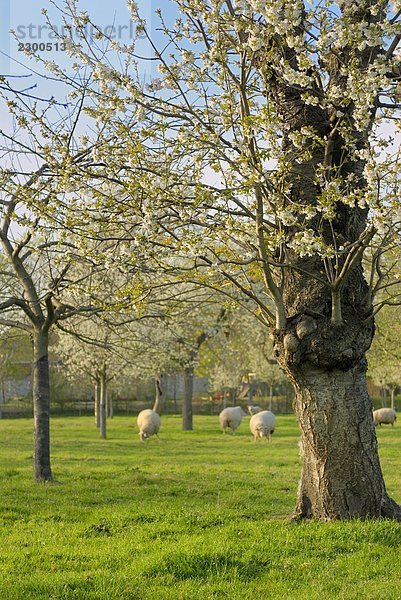 Schaf- und Laubbäume im Feld