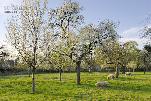 Schaf- und Laubbäume im Feld