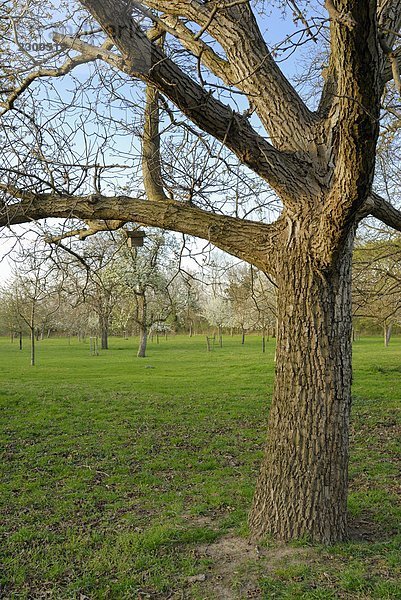 Baum Landschaft nackt Wiese Vogelhäuschen