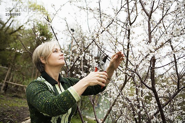 Frau arbeiten Garten Schweden
