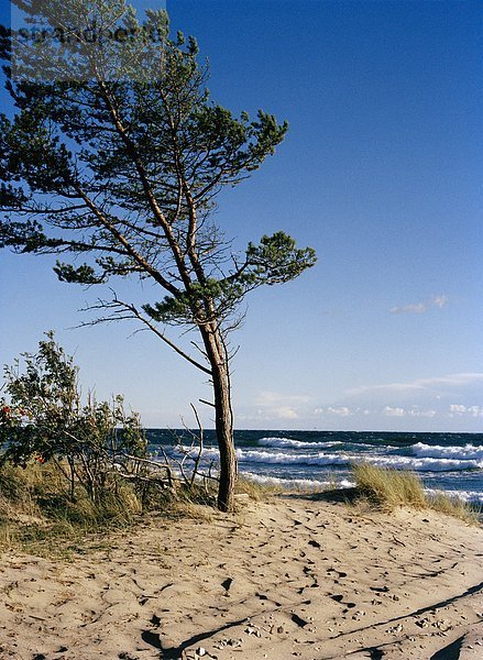 Einer windgepeitschten Kiefer auf einem Strand Gotska Sandön Schweden