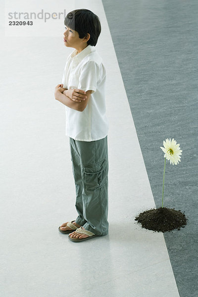 Junge vor Gerbera-Gänseblümchen  aus dem Boden wachsend  Arme gefaltet  Seitenansicht