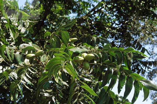 Pekannüsse am Baum  Nahaufnahme