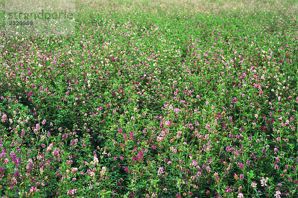 Wildblumen wachsen auf dem Feld