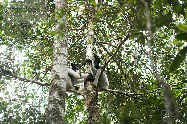 In Bäumen ruhende Lemuren  Blickwinkel niedrig