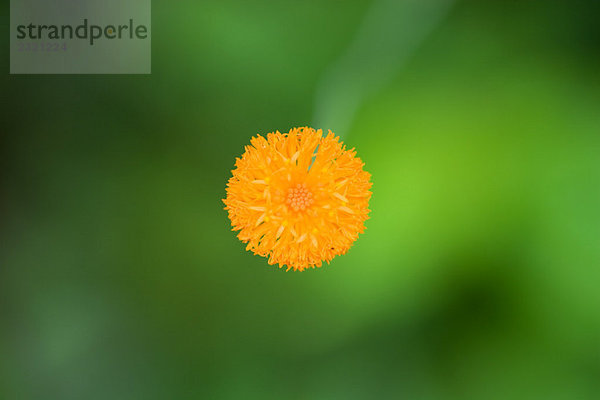 Orangenblütenzucht  Nahaufnahme