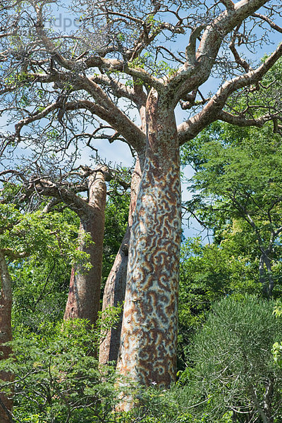 Baum im Wald mit gemustertem Stamm  niedrigem Blickwinkel